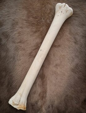 giraffe bone no. 5007 length 65 cm, weigth 2,6 kg