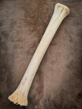 giraffe bone no. 5008 length 66 cm, weigth 2,6 kg