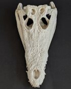 Skull from Nile crocodile - length 29 cm Nr. 2126