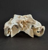 Skull from Nile crocodile - length 29 cm Nr. 2126