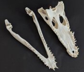 Skull from Nile crocodile - length 29 cm Nr. 2126