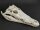 Skull from Nile crocodile - length 29 cm Nr. 2126