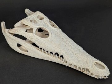 Crocodile skull from Nile crocodile - length 30 cm Nr. 2127