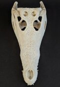 Crocodile skull from Nile crocodile - length 30 cm Nr. 2127