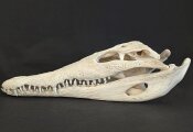 Crocodile skull from Nile crocodile - length 30 cm Nr. 2127