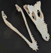 Crocodile skull from Nile crocodile - length 30 cm Nr. 2127