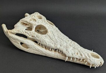 Crocodile skull from Nile crocodile - length 34 cm Nr. 2136