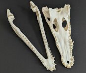 Crocodile skull from Nile crocodile - length 34 cm Nr. 2136