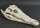 Crocodile skull from Nile crocodile - length 34 cm Nr. 2136