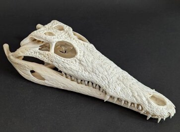 Crocodile skull from Nile crocodile - length 30 cm Nr. 2128