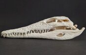 Crocodile skull from Nile crocodile - length 30 cm Nr. 2128