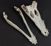 Crocodile skull from Nile crocodile - length 30 cm Nr. 2128