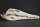 Crocodile skull from Nile crocodile - length 30 cm Nr. 2128