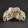 Crocodile skull from Nile crocodile - length 30 cm Nr. 2128