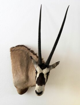 Oryx, Gemsbuck  Nr. 41