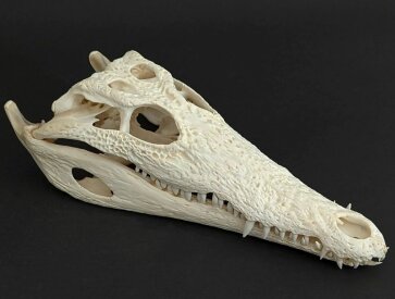 Crocodile skull from Nile crocodile - length 28 cm Nr. 2139