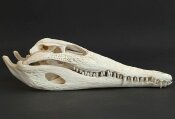 Crocodile skull from Nile crocodile - length 28 cm Nr. 2139