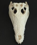 Crocodile skull from Nile crocodile - length 28 cm Nr. 2139