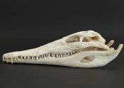 Crocodile skull from Nile crocodile - length 28 cm Nr. 2139