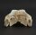 Crocodile skull from Nile crocodile - length 28 cm Nr. 2139