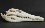 Crocodile skull from Nile crocodile - length 29 cm Nr. 2141