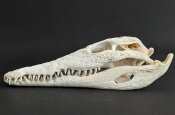 Crocodile skull from Nile crocodile - length 29 cm Nr. 2141