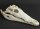 Crocodile skull from Nile crocodile - length 29 cm Nr. 2141