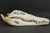 Crocodile skull from Nile crocodile - length 31 cm Nr. 2144