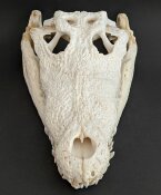 Crocodile skull from Nile crocodile - length 31 cm Nr. 2144