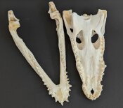 Crocodile skull from Nile crocodile - length 31 cm Nr. 2144