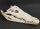 Crocodile skull from Nile crocodile - length 31 cm Nr. 2144