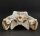 Crocodile skull from Nile crocodile - length 31 cm Nr. 2144