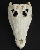 Crocodile skull from Nile crocodile - length 29 cm Nr. 2146