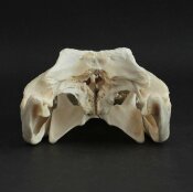 Crocodile skull from Nile crocodile - length 29 cm Nr. 2146