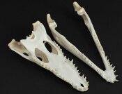 Crocodile skull from Nile crocodile - length 29 cm Nr. 2146