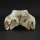 Crocodile skull from Nile crocodile - length 29 cm Nr. 2146