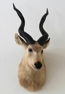 Sitatunga, Sumpfantilope Nr. 70